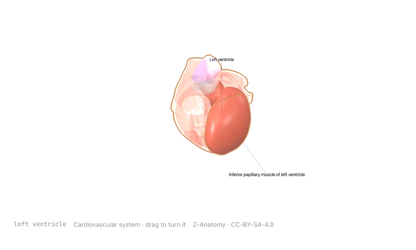 The left ventricle picked out of a three-dimensional cardiovascular system, the rest of the vessels ghosted around it.