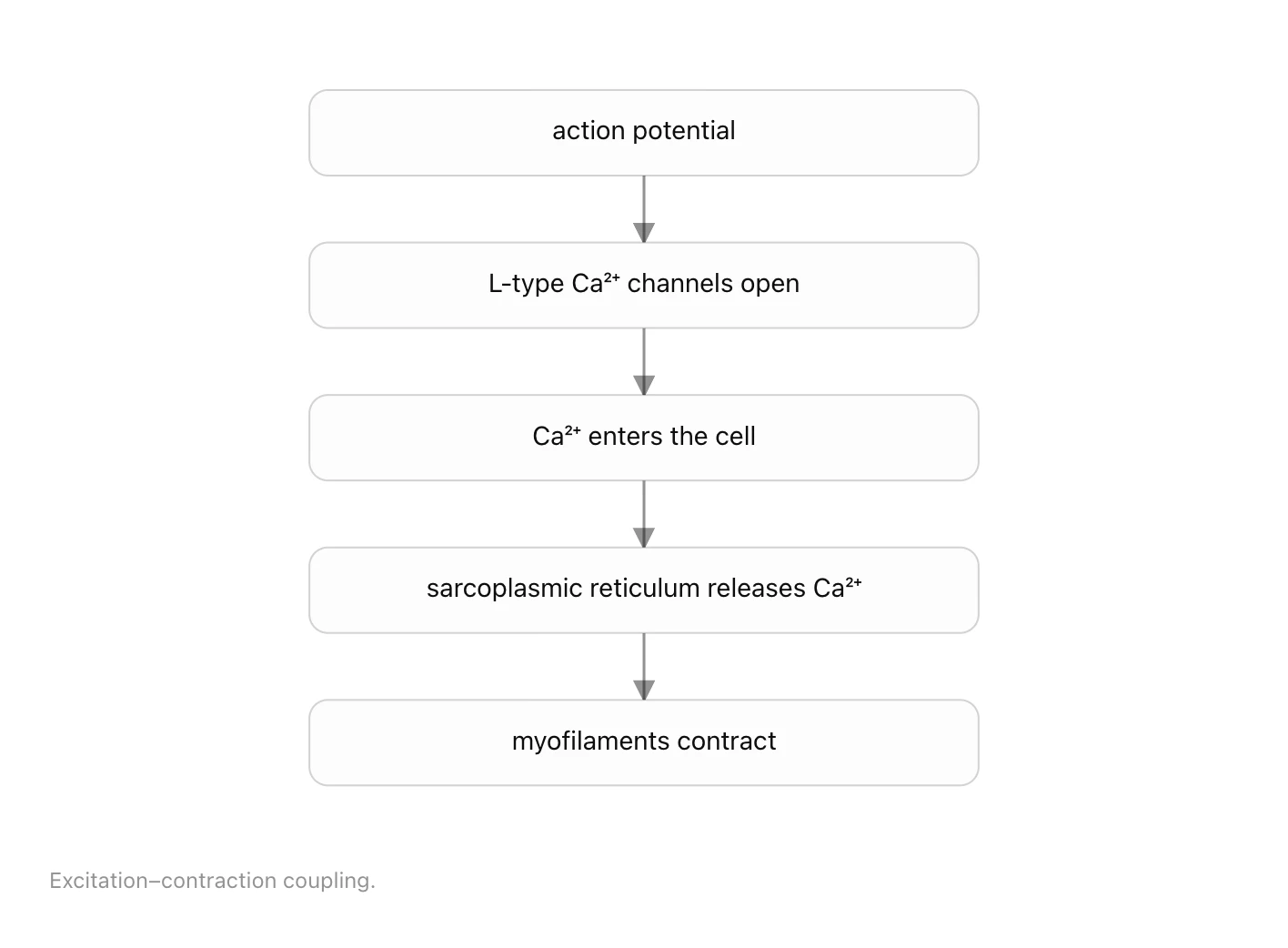 A causal chain from action potential through calcium release to contraction.