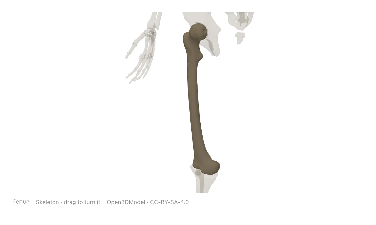 A three-dimensional skeleton with the femur picked out.